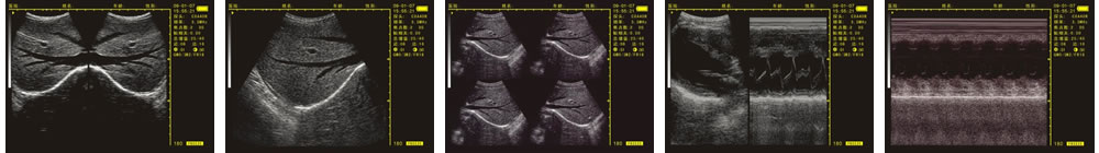V-20掌上B型超聲診斷儀(動(dòng)物版)一流的數(shù)字成像技術(shù)，圖像更清晰