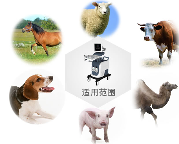 V-7800全彩色多普勒動物超聲診斷儀適用范圍